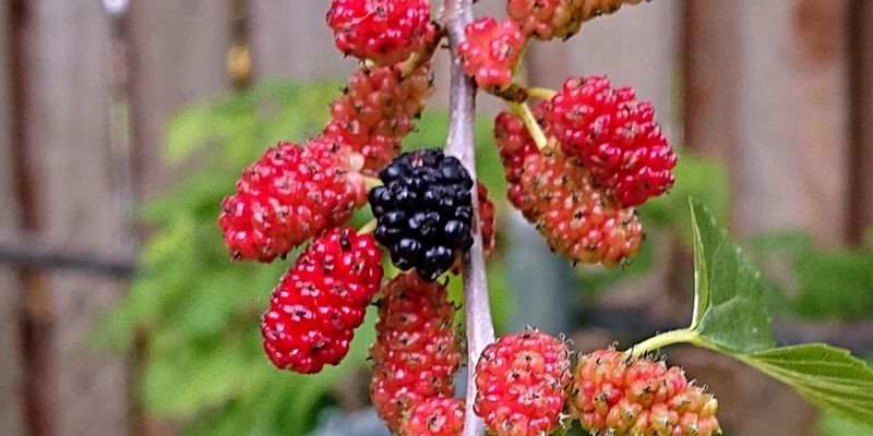 Red Mulberry Pays Off Away From Hardscape