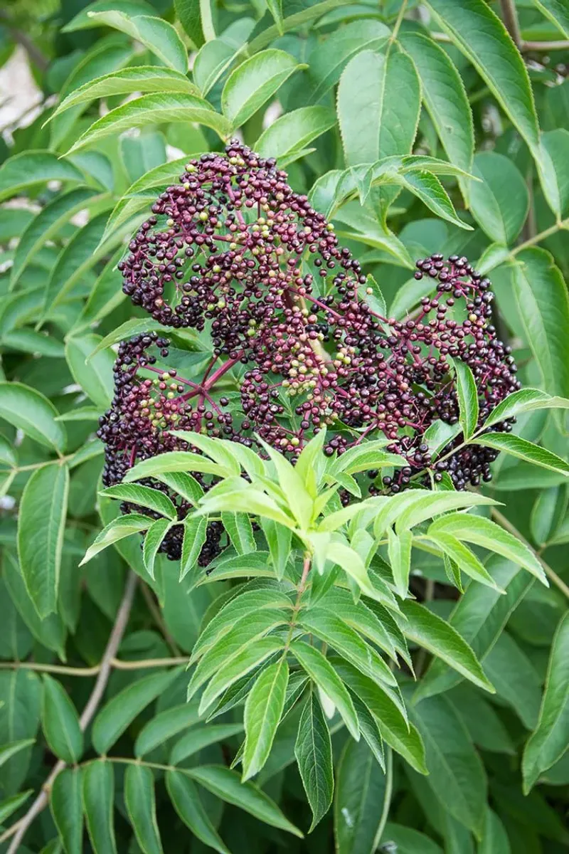 Elderberries Turn A Wet Corner Into A Harvest