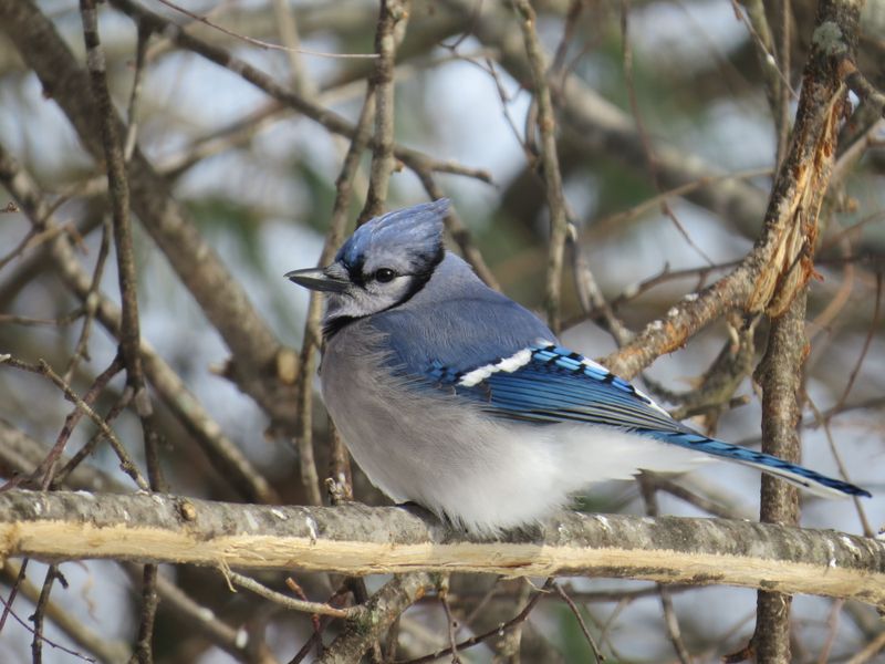 Blue Jays Patrol Trees And Shrubs