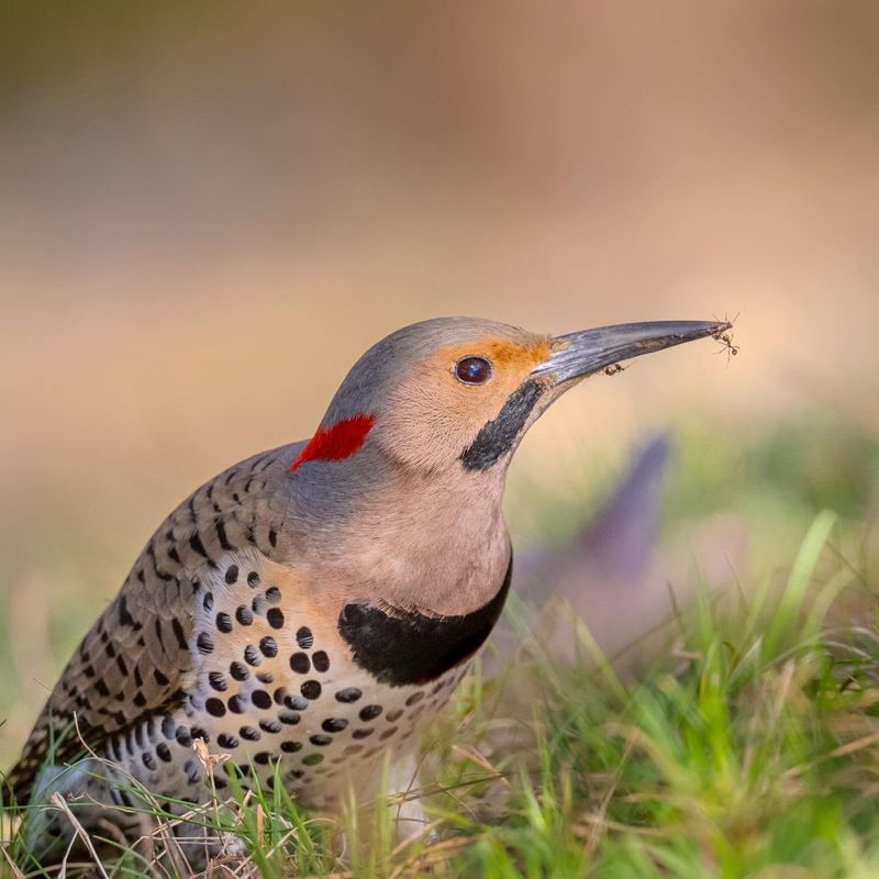 Northern Flickers Reveal Your Ant Control Is Working