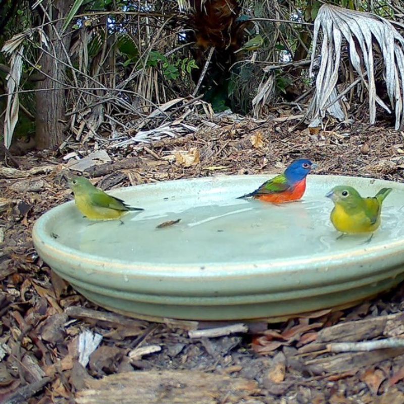 What Else Actually Helps Keep Painted Buntings Around