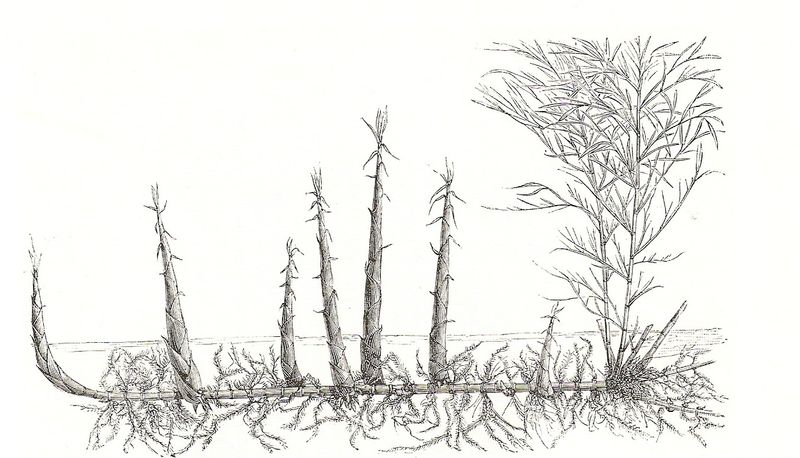 Rhizomes Spread While Culms Rise