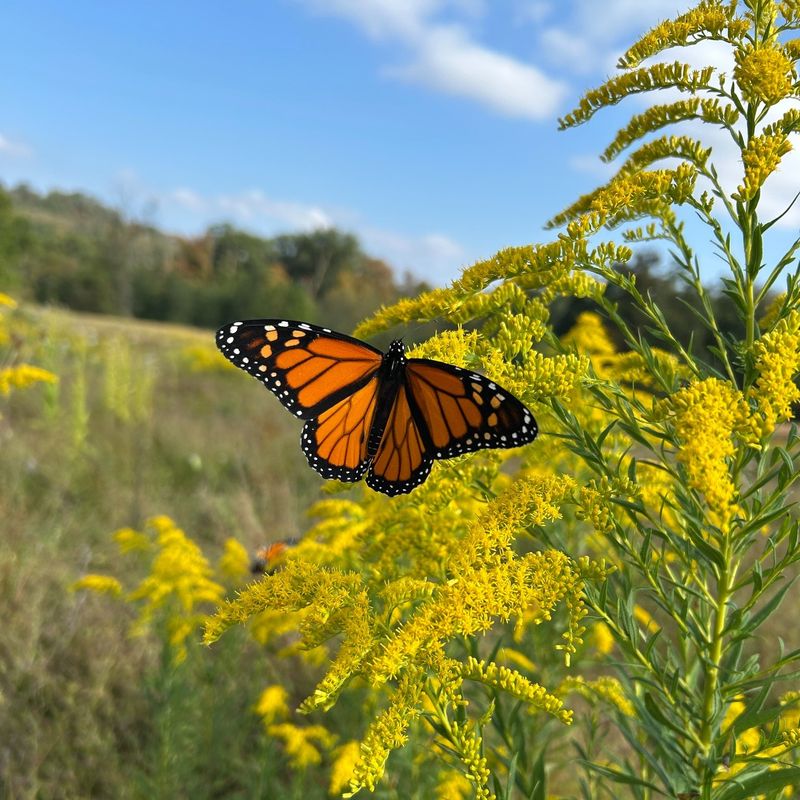 How Fall Nectar Supports Monarch Migration