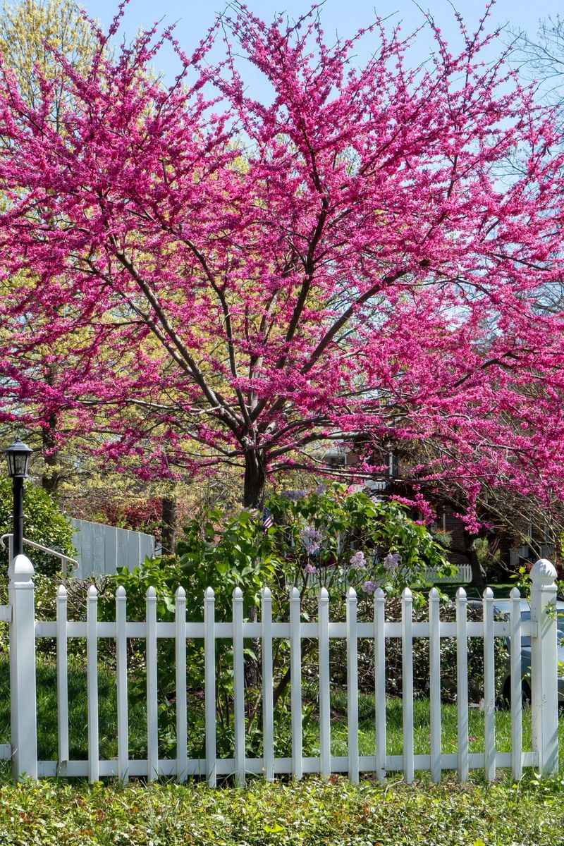 Eastern Redbud Lights Up East Texas Fence Lines