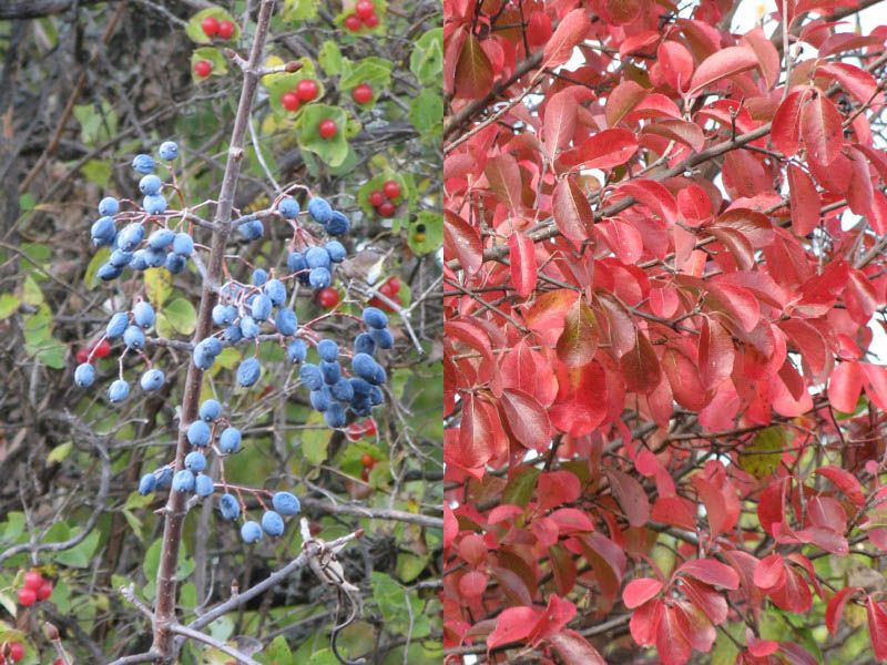 Rusty Blackhaw Viburnum Offers Fall Color And Raisin-Like Berries