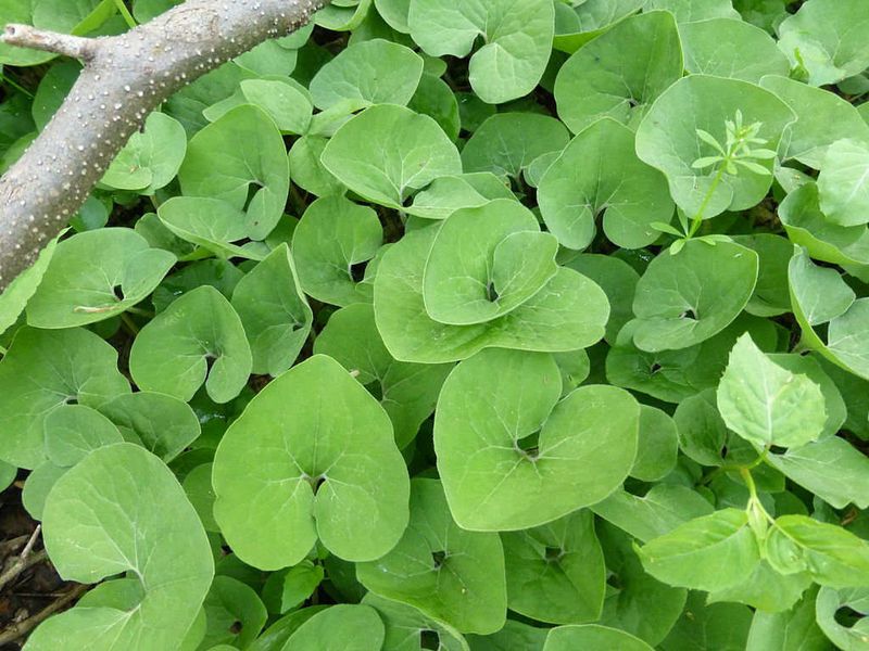 Create A Green Carpet With Wild Ginger