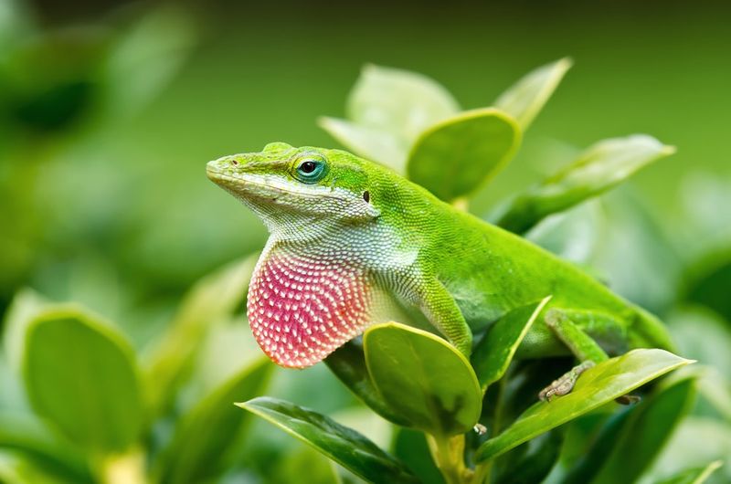 Protect Existing Anoles Without Spreading Them