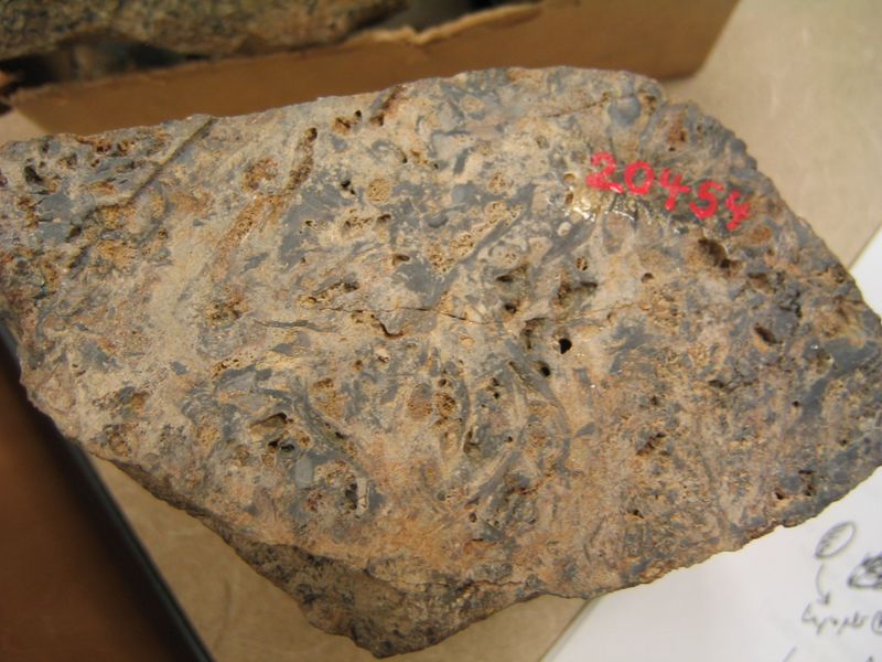 Their Fossil Record Reaches Roughly 400 Million Years