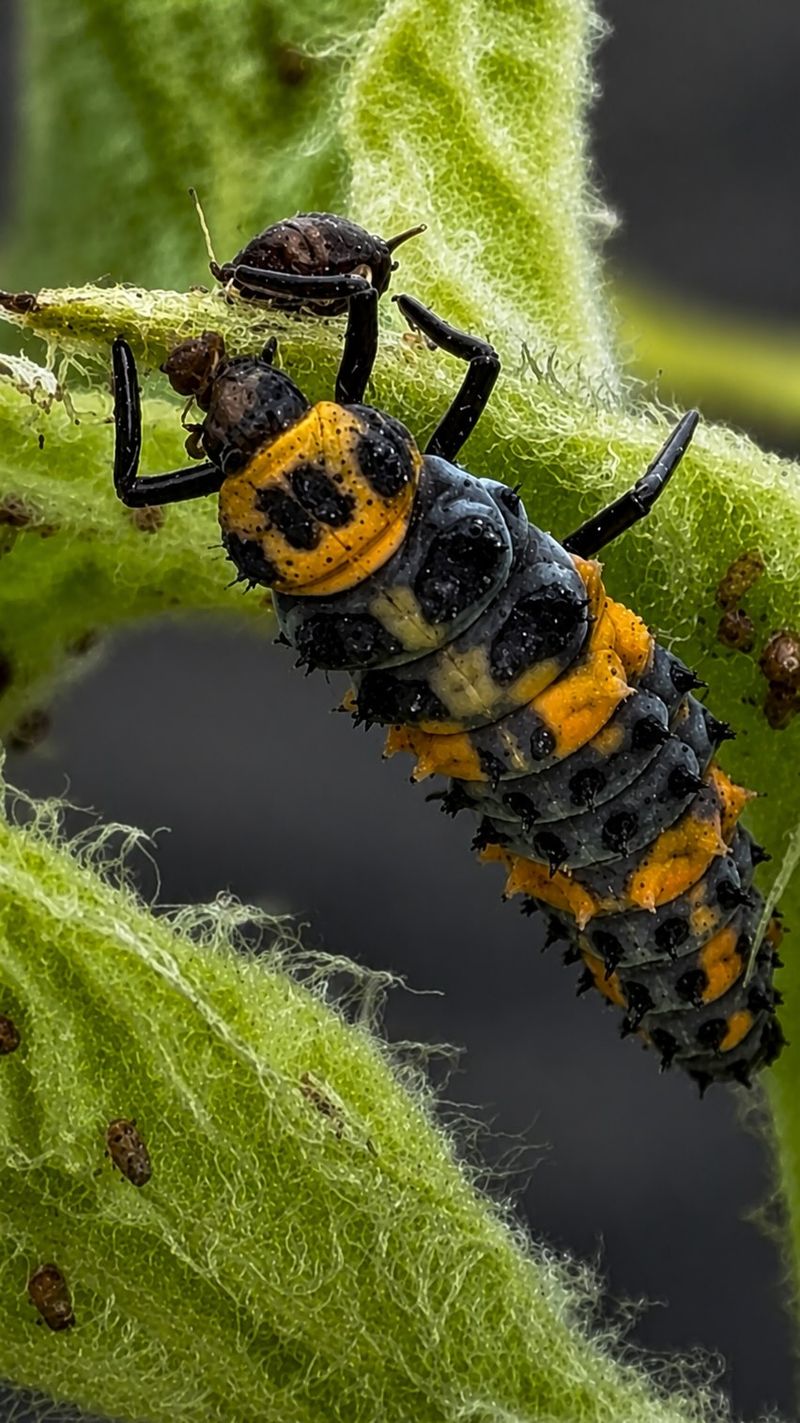 The Best Aphid Hunters May Look Like Alligators