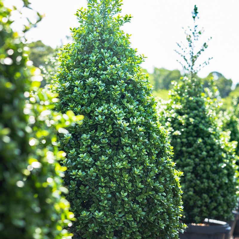 Japanese Holly Brings Year-Round Dense Greenery