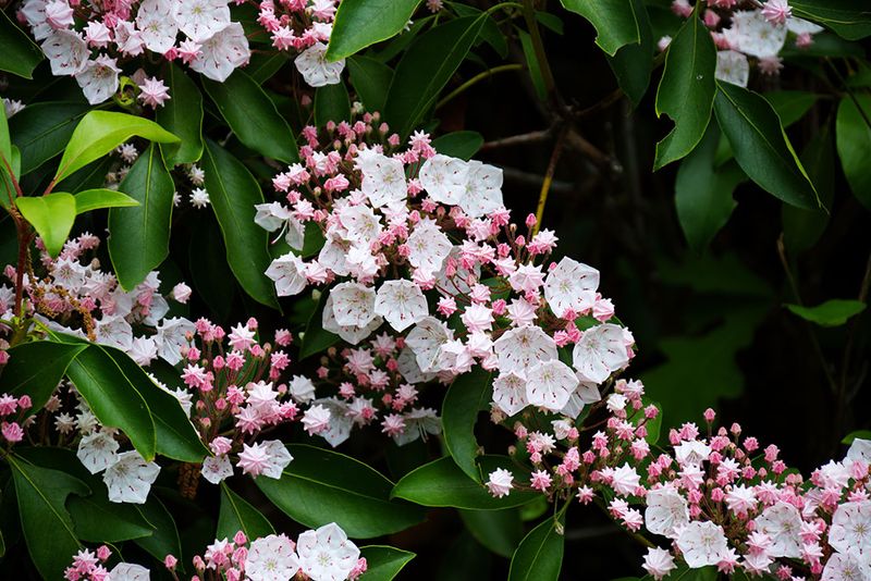 Mountain Laurel Offers Beauty And Deer Resistance