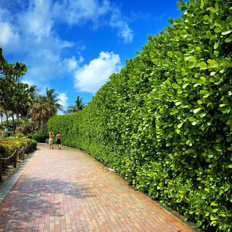 Clusia Offers Thick, Glossy, Modern Privacy