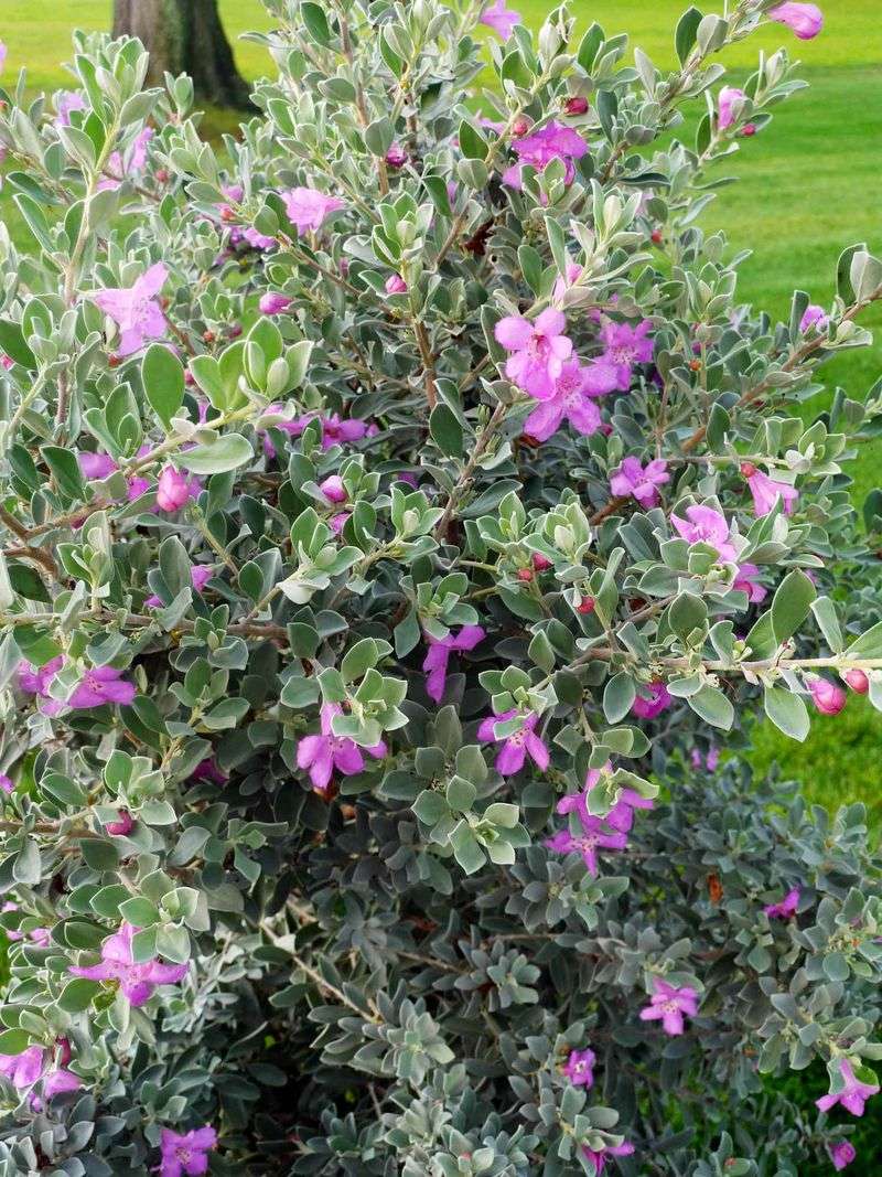Texas Sage Still Makes Sense as a Low-Water Shrub