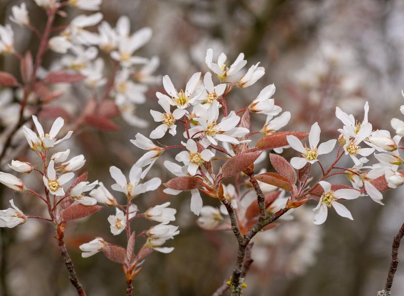 Serviceberry Kicks Off The Bird Season In June