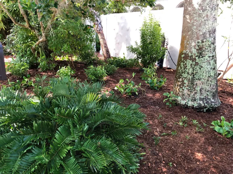 Why Rare Native Plants Beat The Big-Box Rack