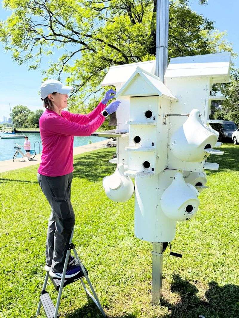 A Martin House Requires Periodic Monitoring And Maintenance