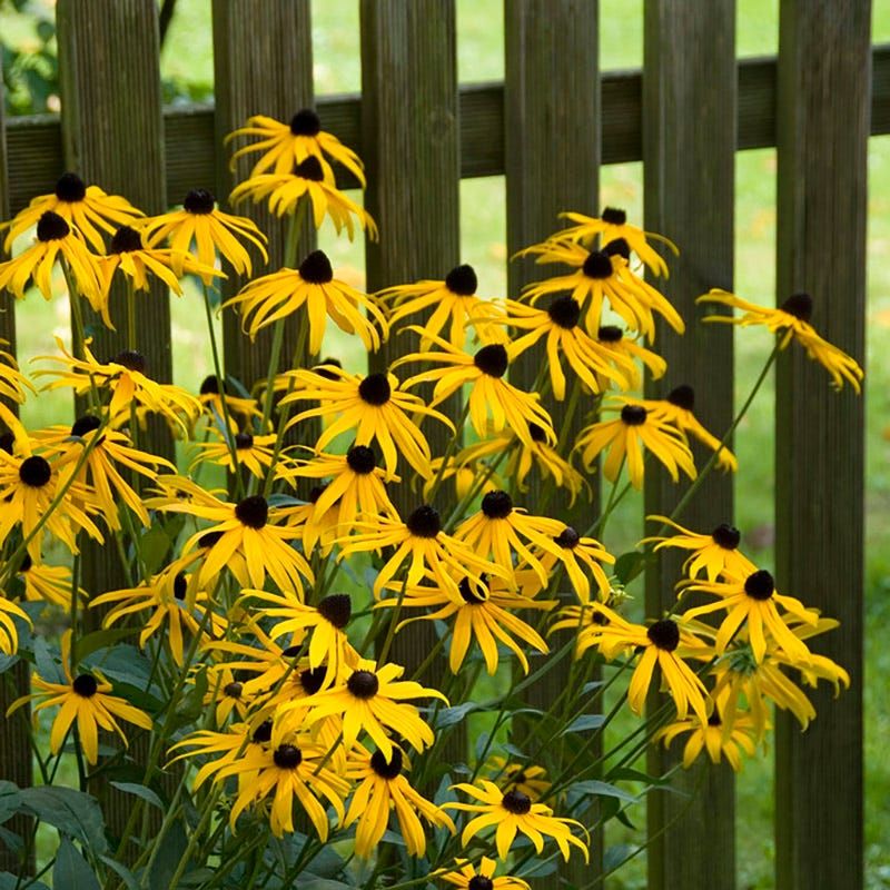 Black-Eyed Susans: Sunny Faces Against Autumn's Chill