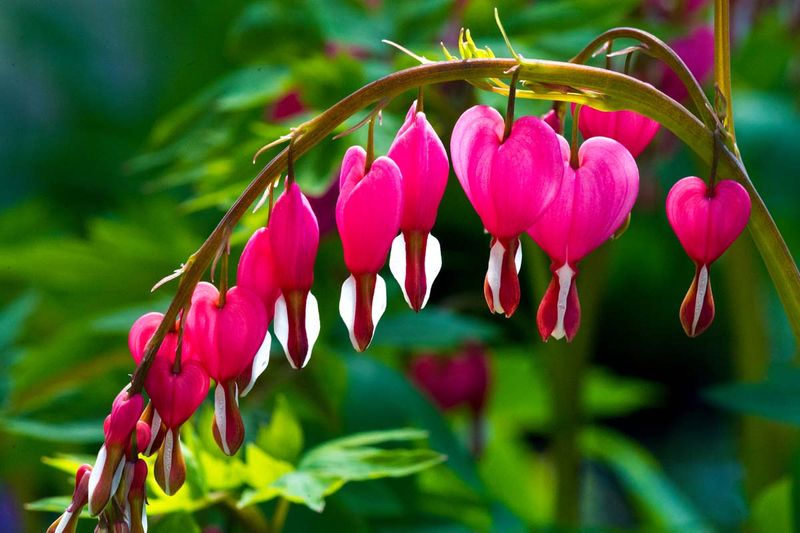 Common Bleeding Heart Offers Timeless Charm And Early Spring Joy