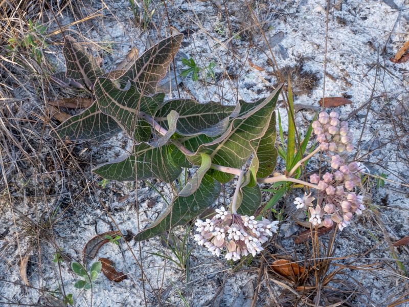 Pinewoods Milkweed Wins On Very Sandy Sites