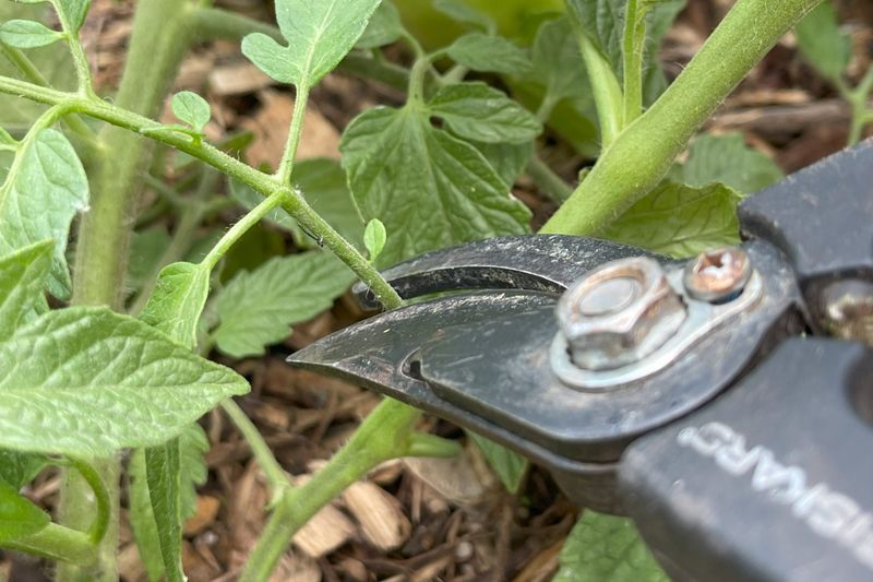 Identify the Plant Before You Prune
