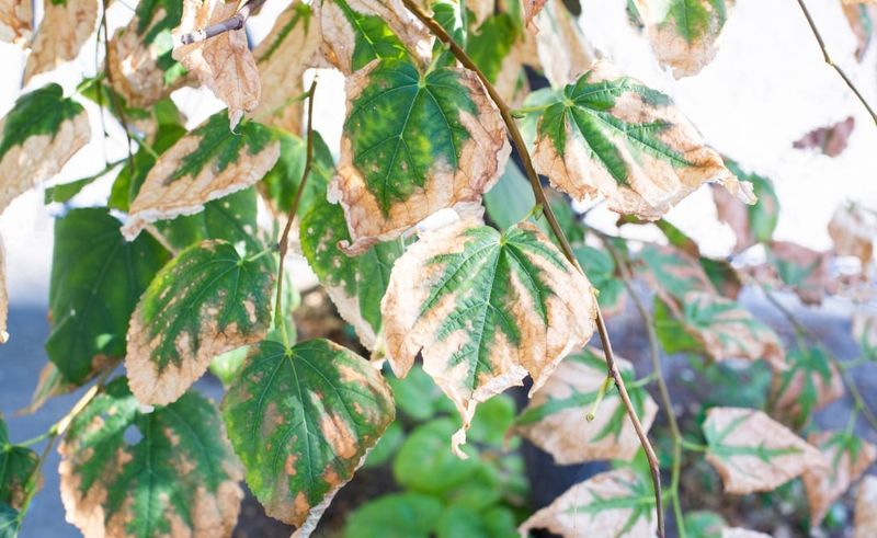 How Heat and Drought Trigger Leaf Loss