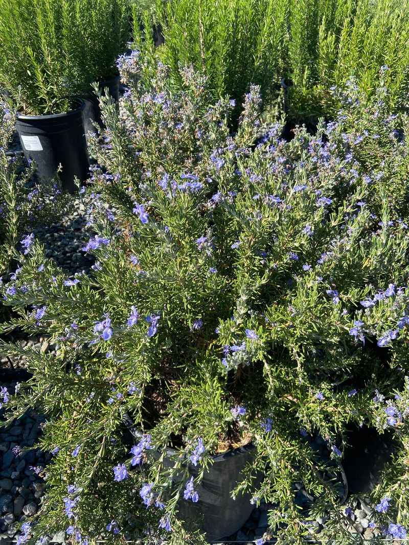 Flowers Add a Living Porch Show