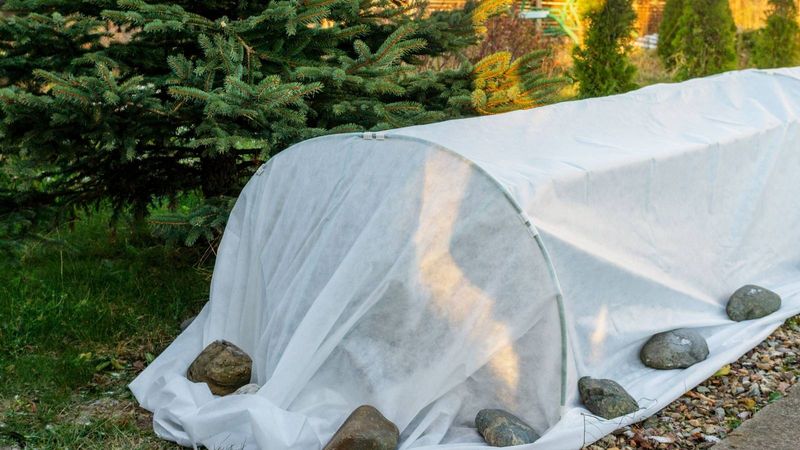 Cool Weather Helps, but Frost Still Sets Terms