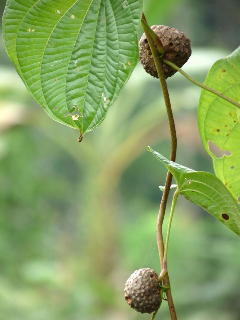 Air Potato Vines Climb And Suffocate Native Trees