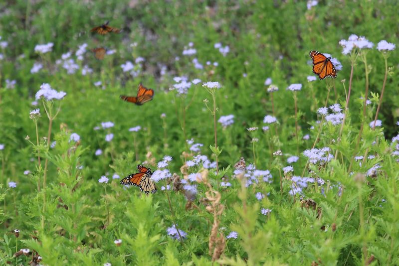 Gregg's Mistflower Turns A Bed Into A Butterfly Stop