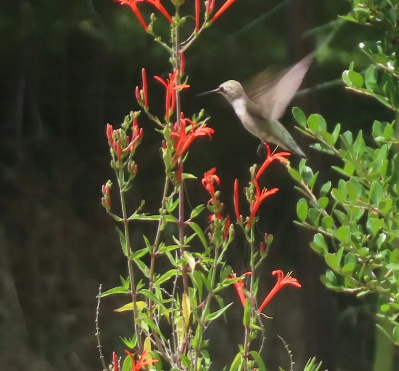 Flame Acanthus Brings Fiery Color And Hummingbirds