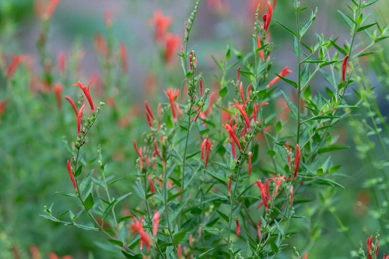 Flame Acanthus Turns On After Rain