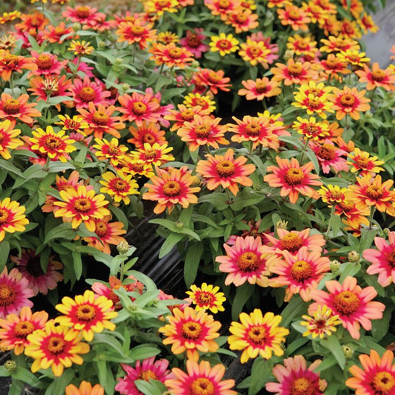 Zinnias Deliver Nonstop Color Power