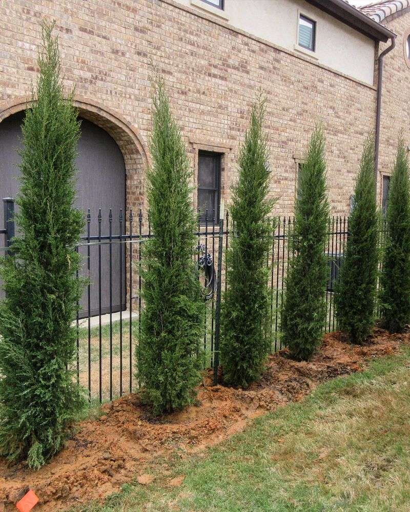 Eastern Red Cedar Builds A Living Wall Fast