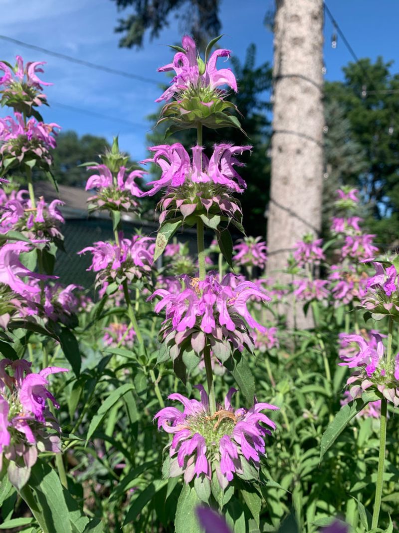 Beebalm And Its Kin Guard The Path Edges