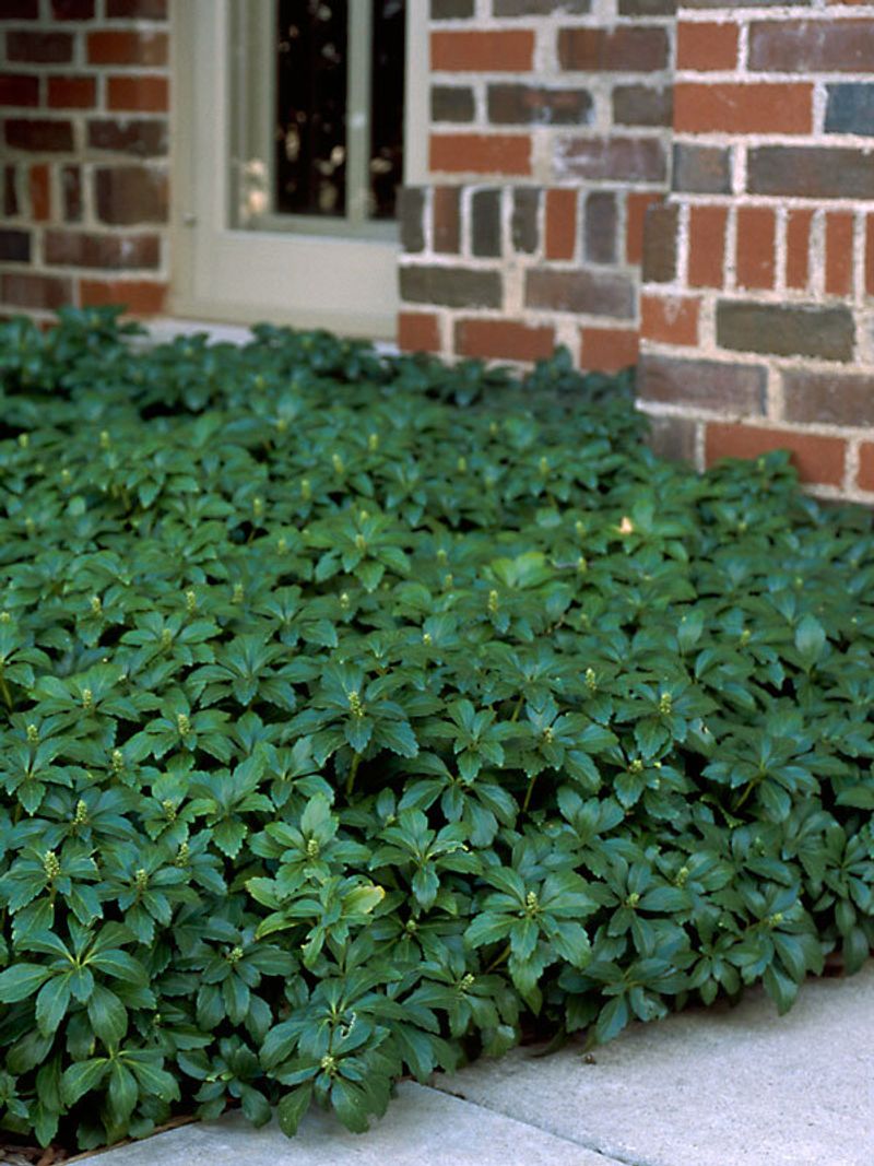 Japanese Pachysandra Forms Relentless Green Carpets