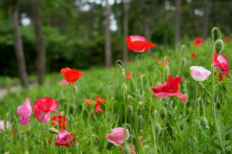 Poppies Bring Whimsical Color To The April Breeze