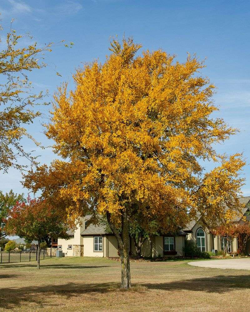 Cedar Elm A Hardy Survivor Across Texas