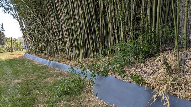 An Established Plant Can Screen Quickly