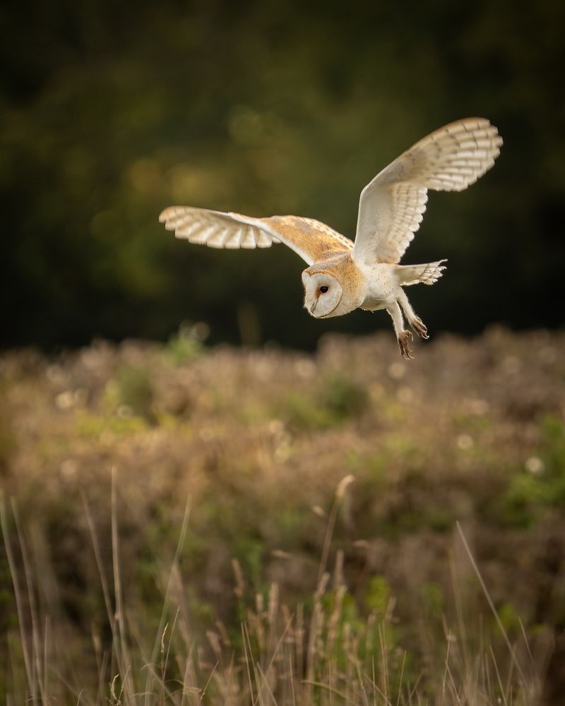 Open Hunting Ground Beats A Plant List
