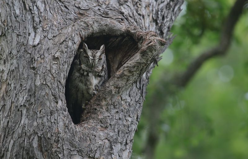 Eastern Screech-Owls Bring Tiny Terror To Pests