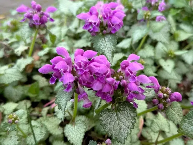 Spotted Dead Nettle Lights Up Dark Corners With Silver And Blooms