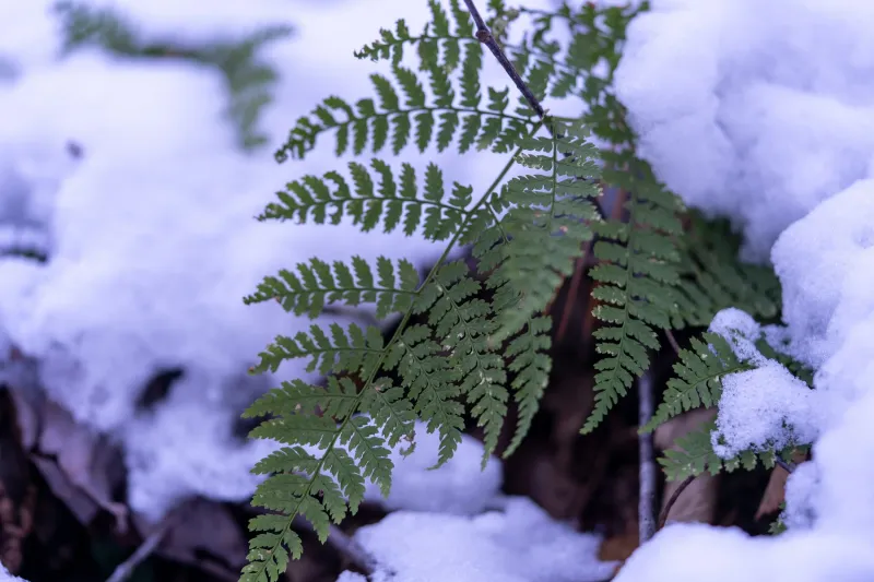 Christmas Fern Holds Its Color Through Snow