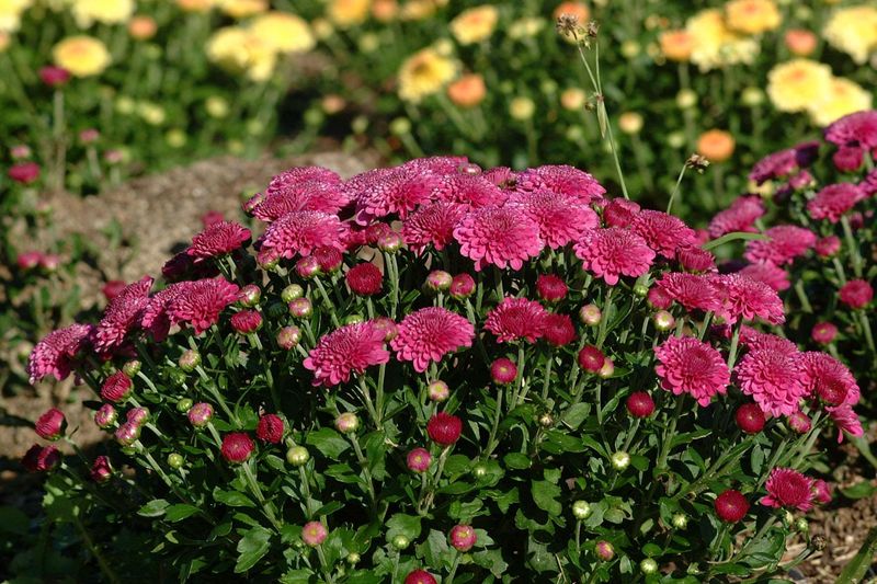 Chrysanthemums Bring A Natural Insecticide