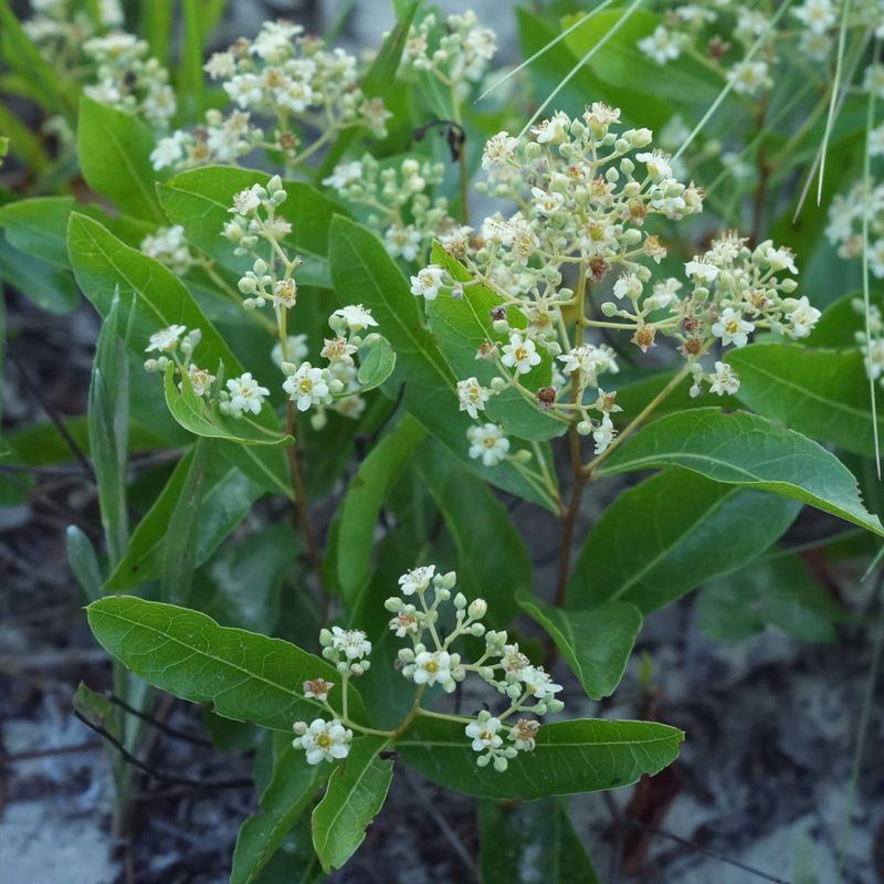 Gopher Apple Forms An Indestructible Green Carpet