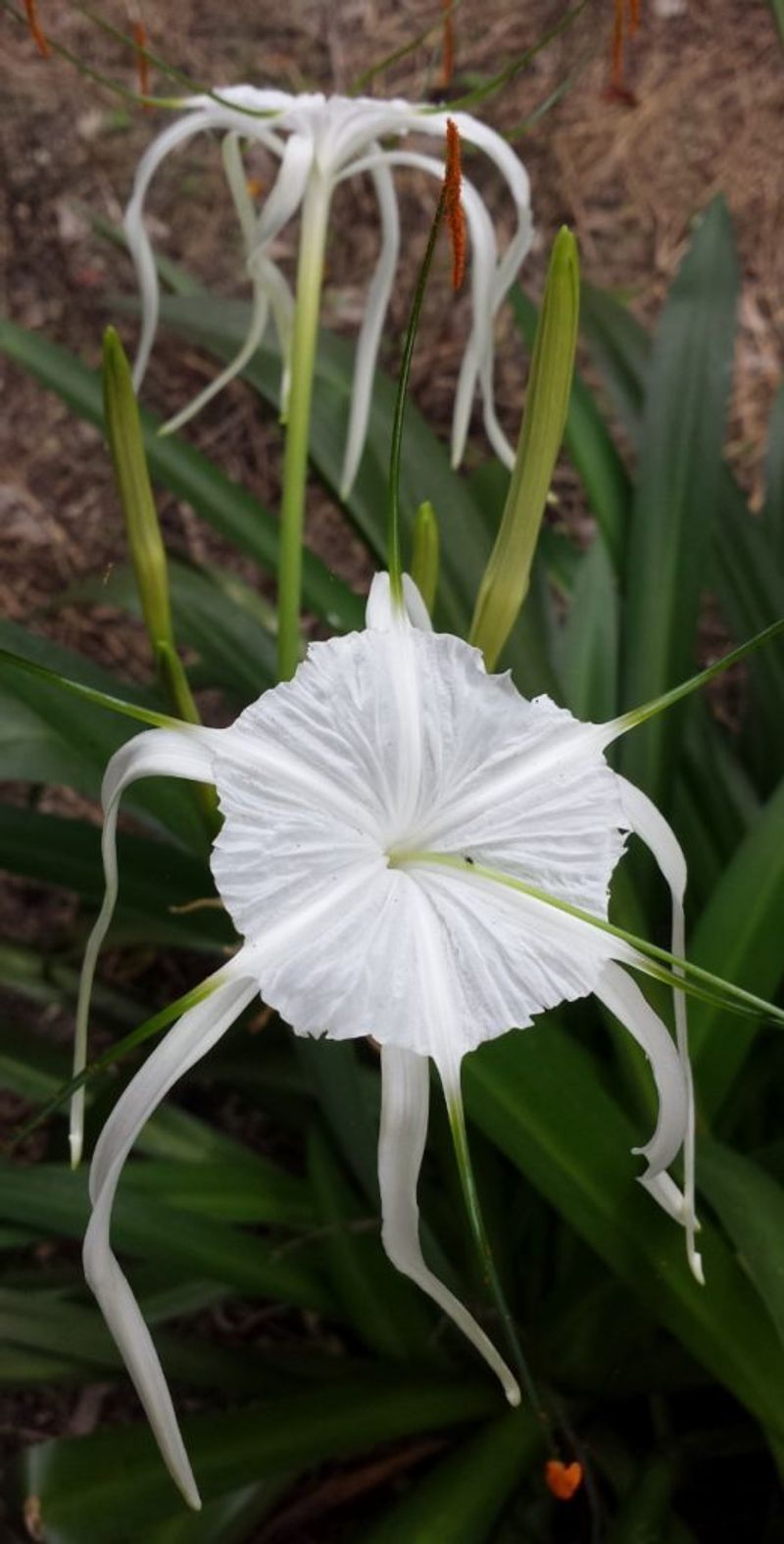 Spider Lily Offers Fragrance And Elegance In Variety