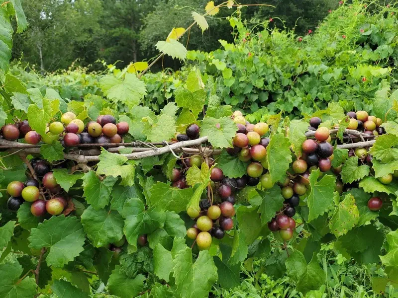 Muscadine Grape Screens The Fence And Fills The Basket