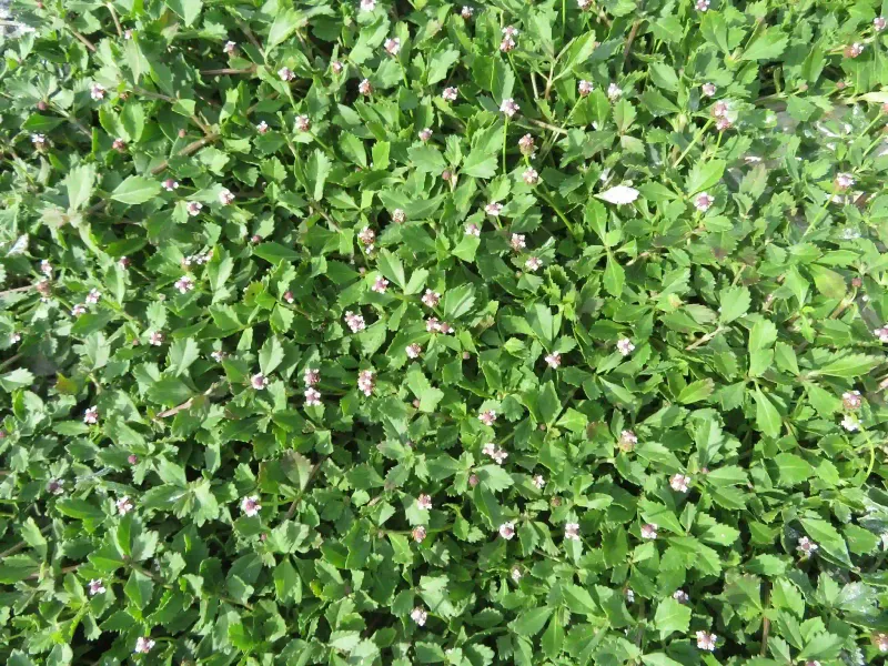 Prep The Ground So Weeds Do Not Win