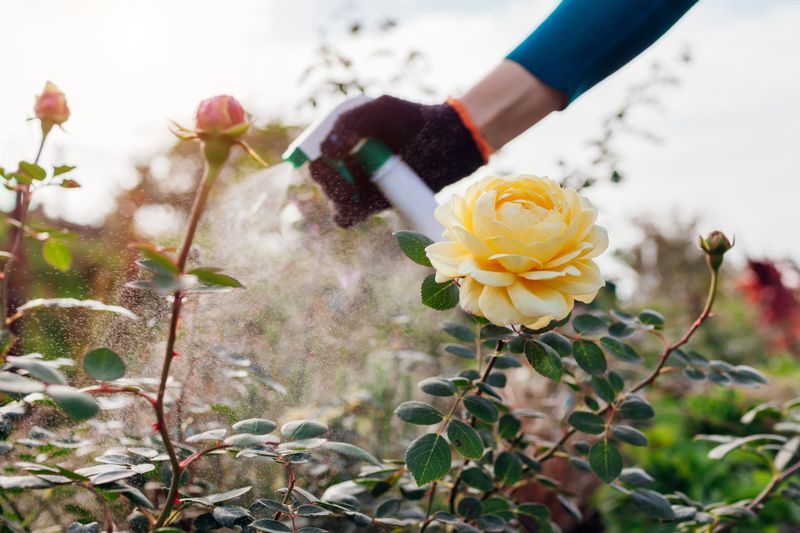 Feed Your Summer Bloomers With A Light Hand