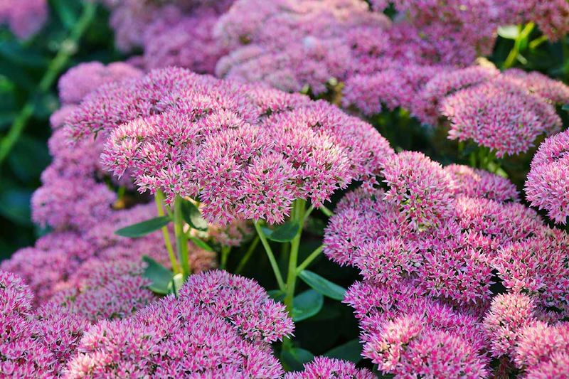 Stonecrop Sedum