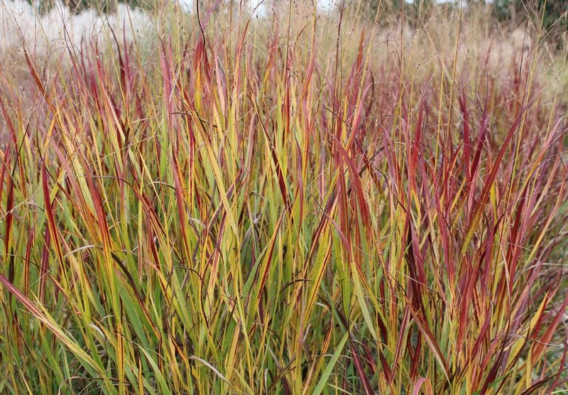 Switchgrass